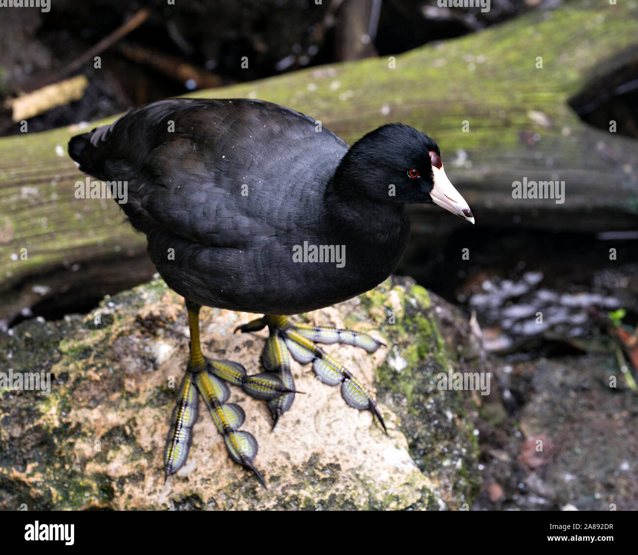 Schwarz Scoter oder Amerikanischen Scoter Vogel in der Nähe vom Wasser, stehend auf einem Felsen mit seinem Kopf, Augen, Schnabel, Füße und schwarzes Gefieder und genießen Ihre en Stockfoto