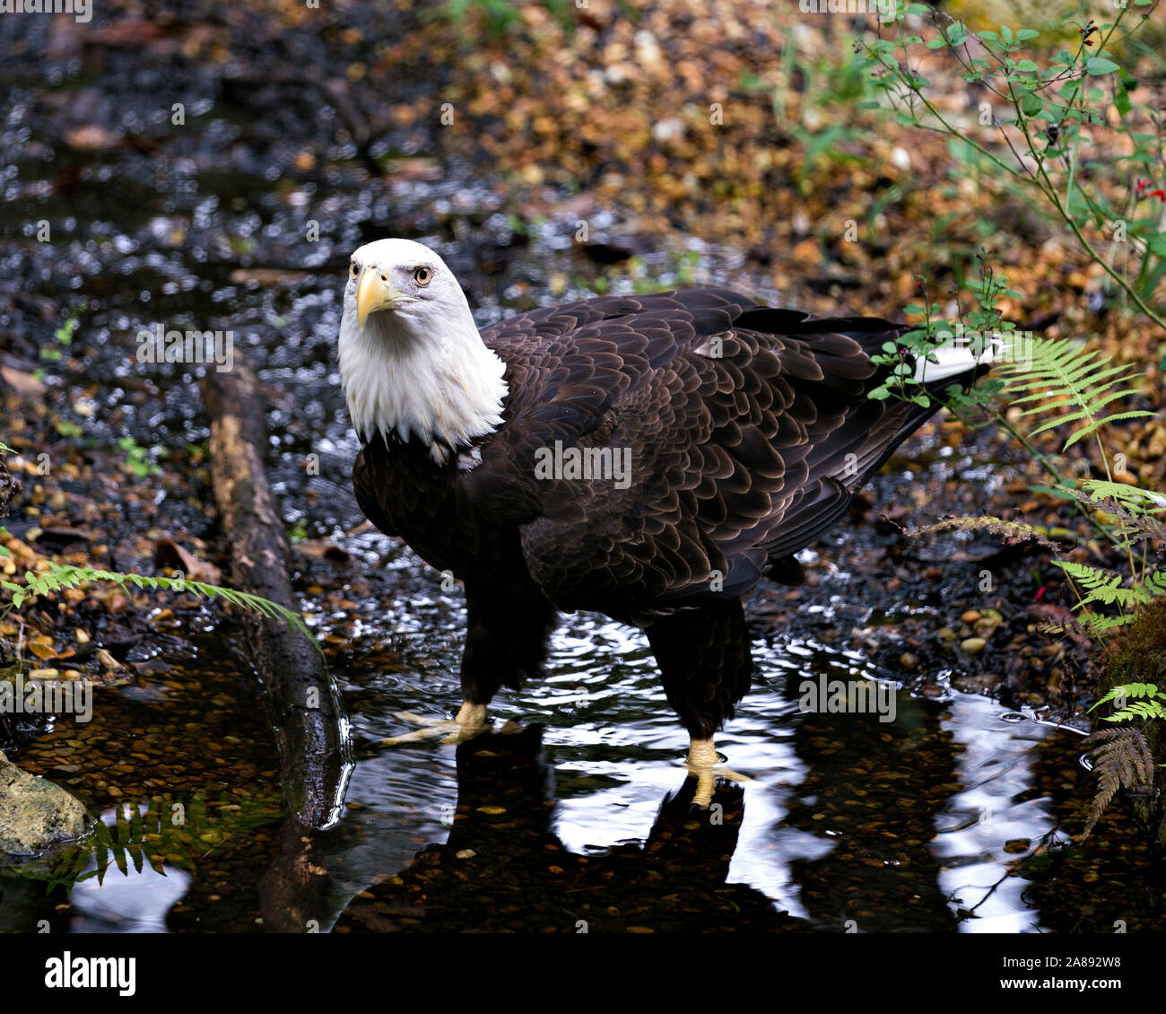 Vogel krallen Fotos und Bildmaterial in hoher Auflösung Alamy