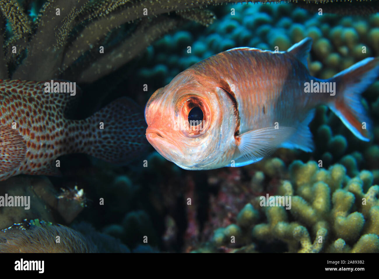 Blackbar soldierfish (Myripristis jacobus) unter Wasser im Meer der Karibik Bonaire Stockfoto