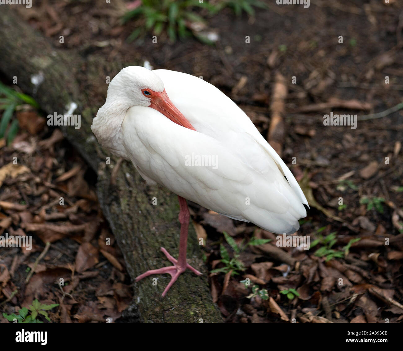 White Ibis Vogel Nahaufnahme, ruht auf seinen Körper, Kopf, Augen, Schnabel log aussetzen, Hals, Füße, in seiner Umwelt und Umgebung. Stockfoto