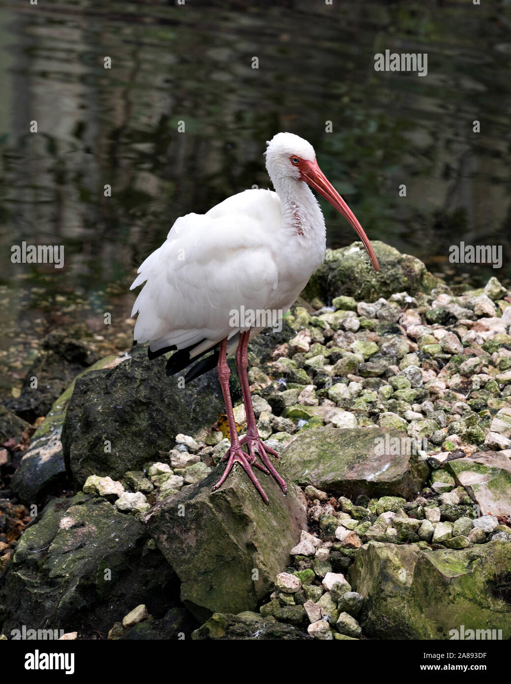 White Ibis Vogel steht auf einem Felsen am Wasser seinen Körper, Kopf, Augen, Schnabel aussetzen, Nacken, Beine, in seiner Umwelt und Umgebung. Stockfoto