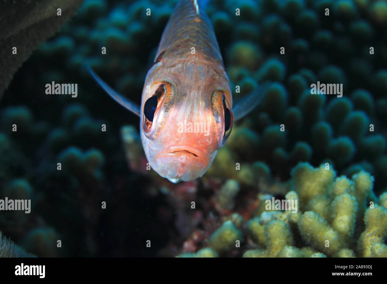 Blackbar soldierfish (Myripristis jacobus) unter Wasser im Meer der Karibik Bonaire Stockfoto