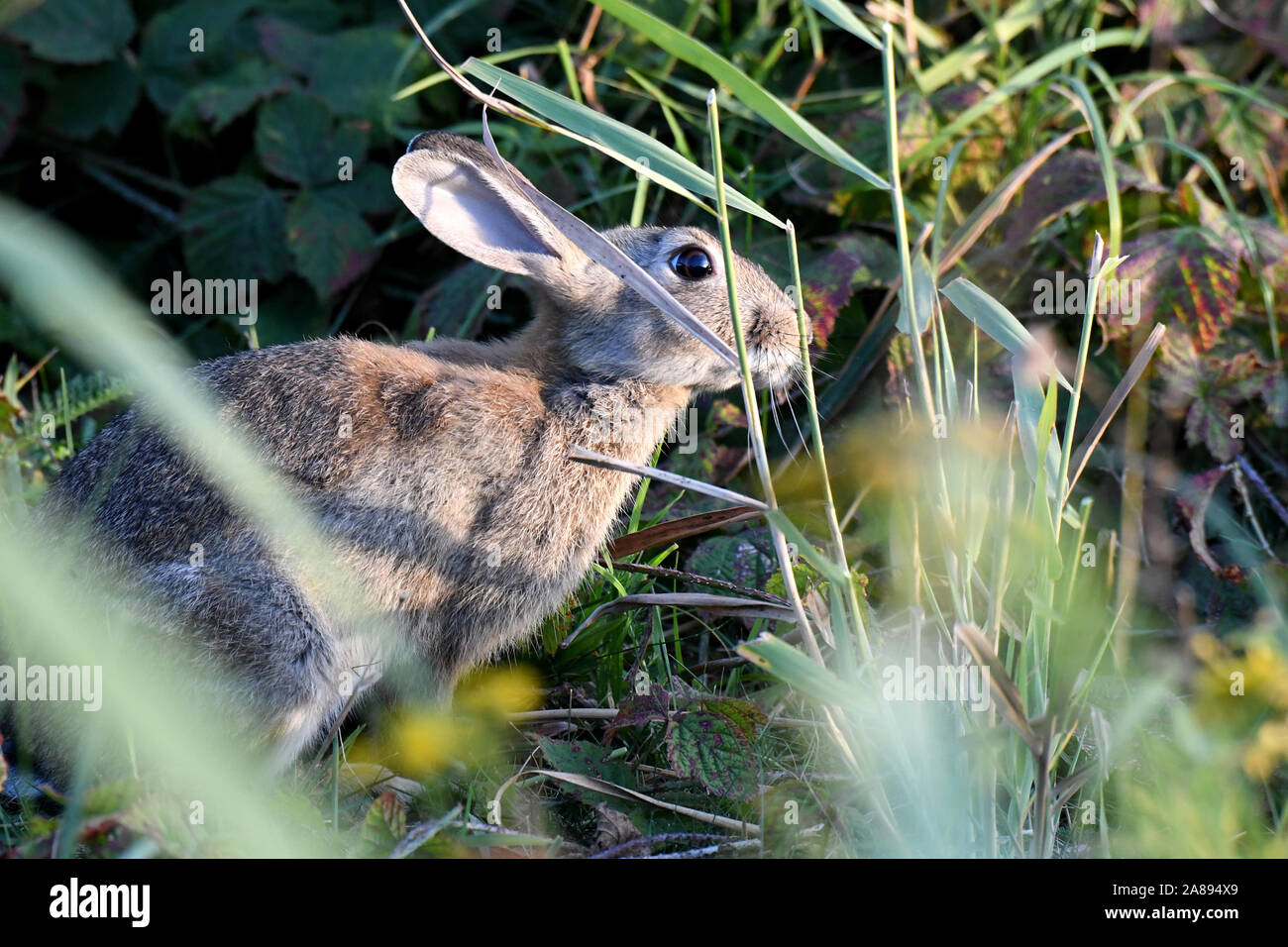 Kaninchen Stockfoto