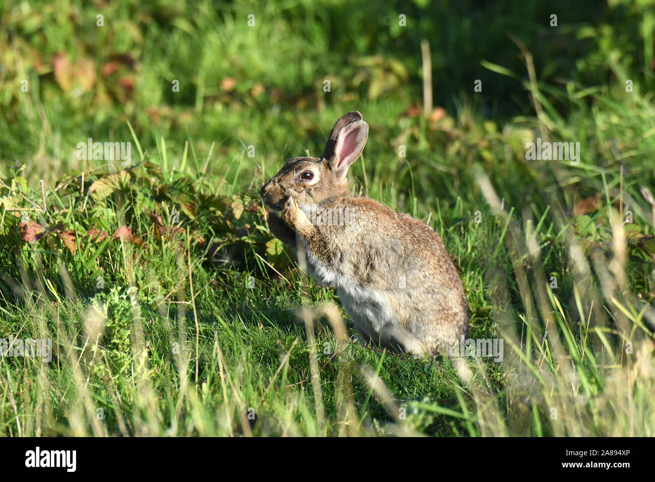 Kaninchen Stockfoto