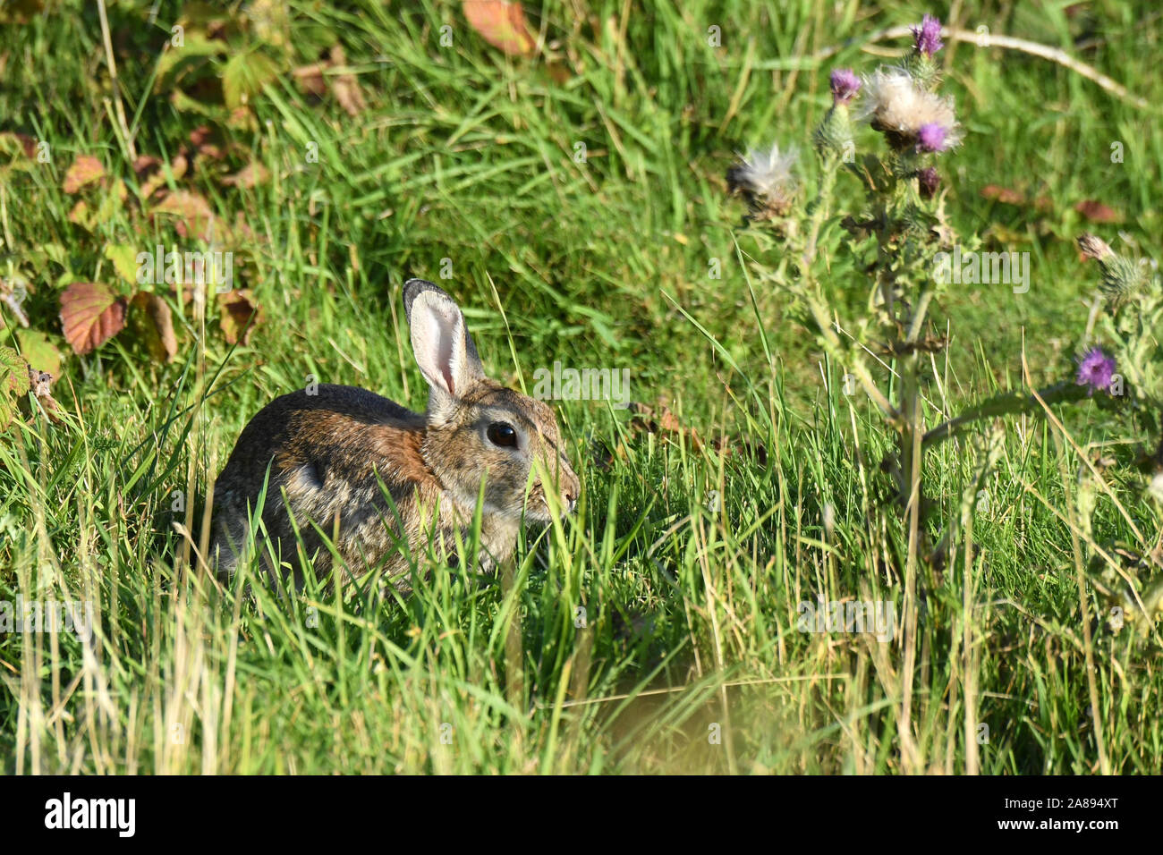 Kaninchen Stockfoto