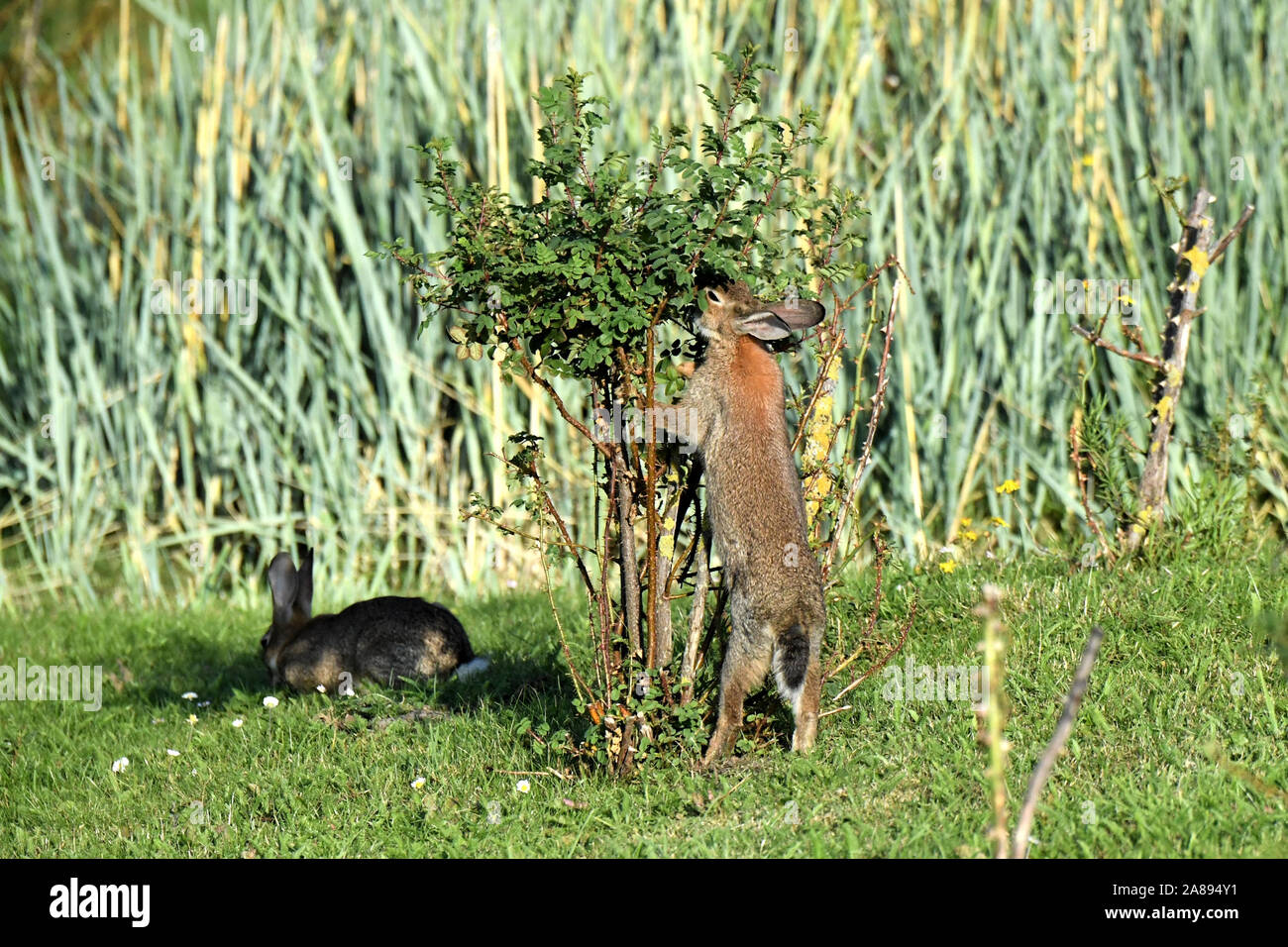 Kaninchen Stockfoto
