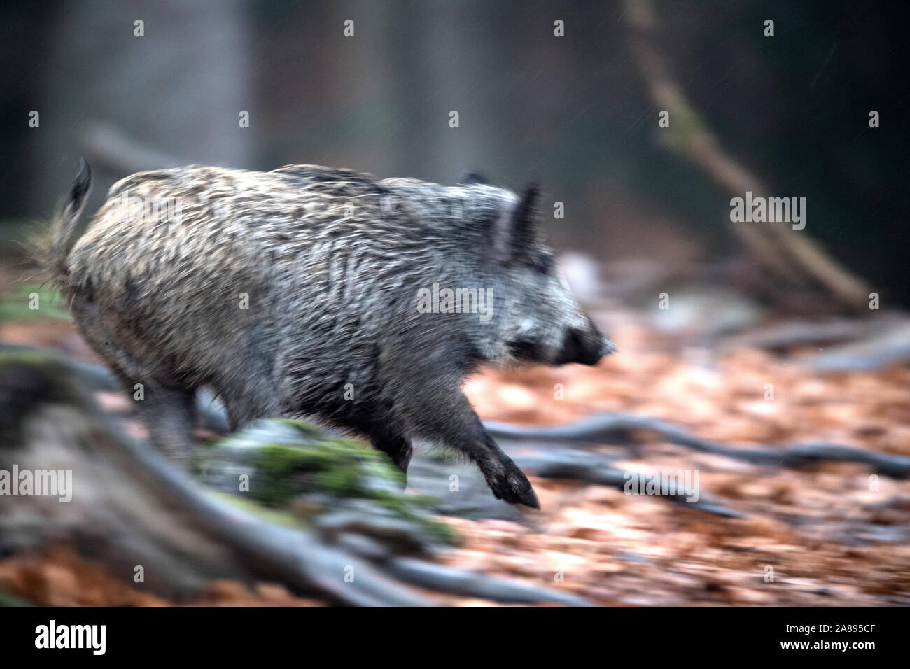 Wildschweine im Herbst Stockfoto