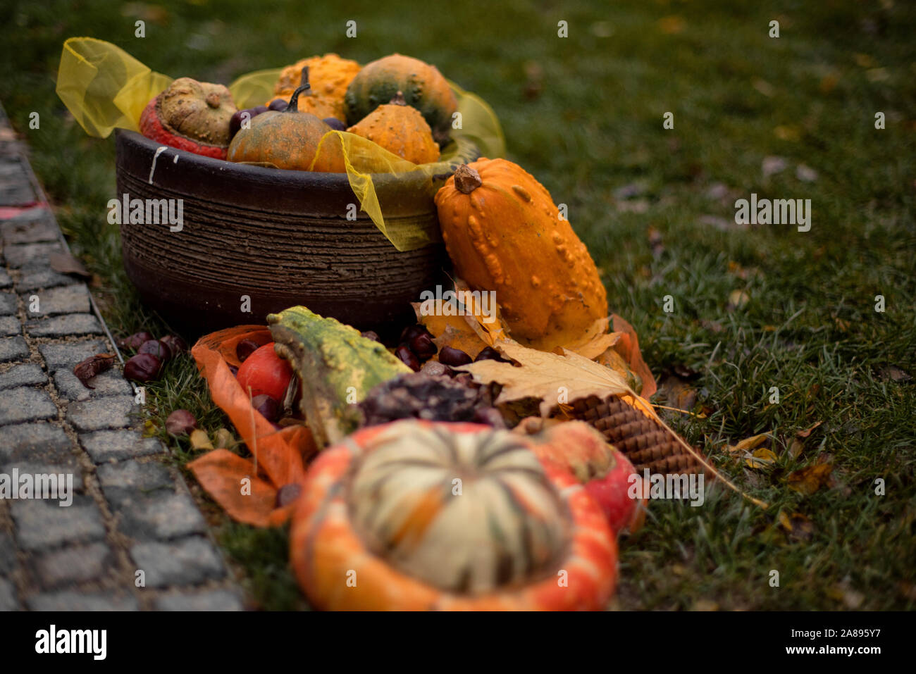 Herbst Hintergrund von mehrfarbigen dekorative Kürbisse. Multi-kürbisse im Garten gefärbt. Halloween Vorbereitung. Stockfoto
