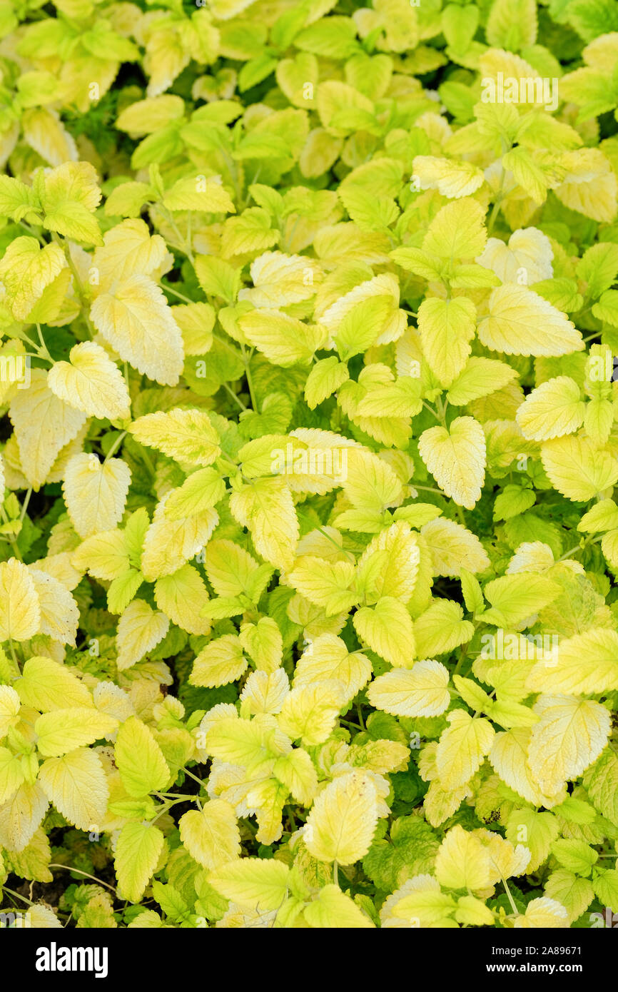 Mit Blick auf den goldenen Blätter von Garten Kraut, Zitronenmelisse 'All Gold' (Melissa officinalis 'All Gold') Stockfoto