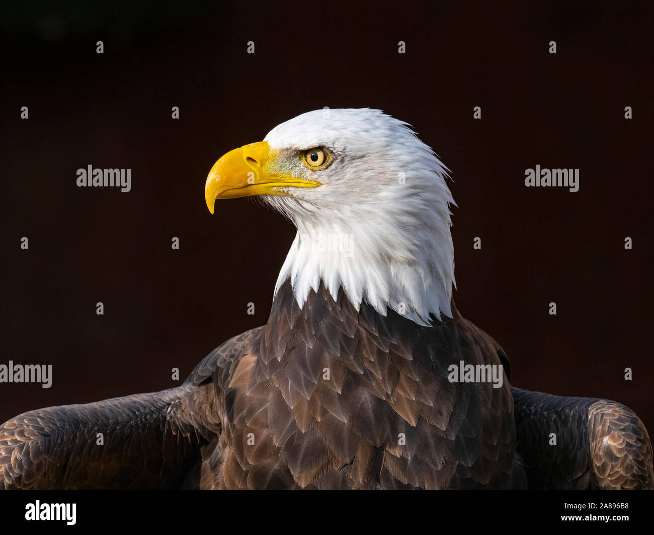 Männlicher Weißkopfadler Haliaeetus leucocephalus Nationales Symbol der Vereinigten Staaten Stockfoto