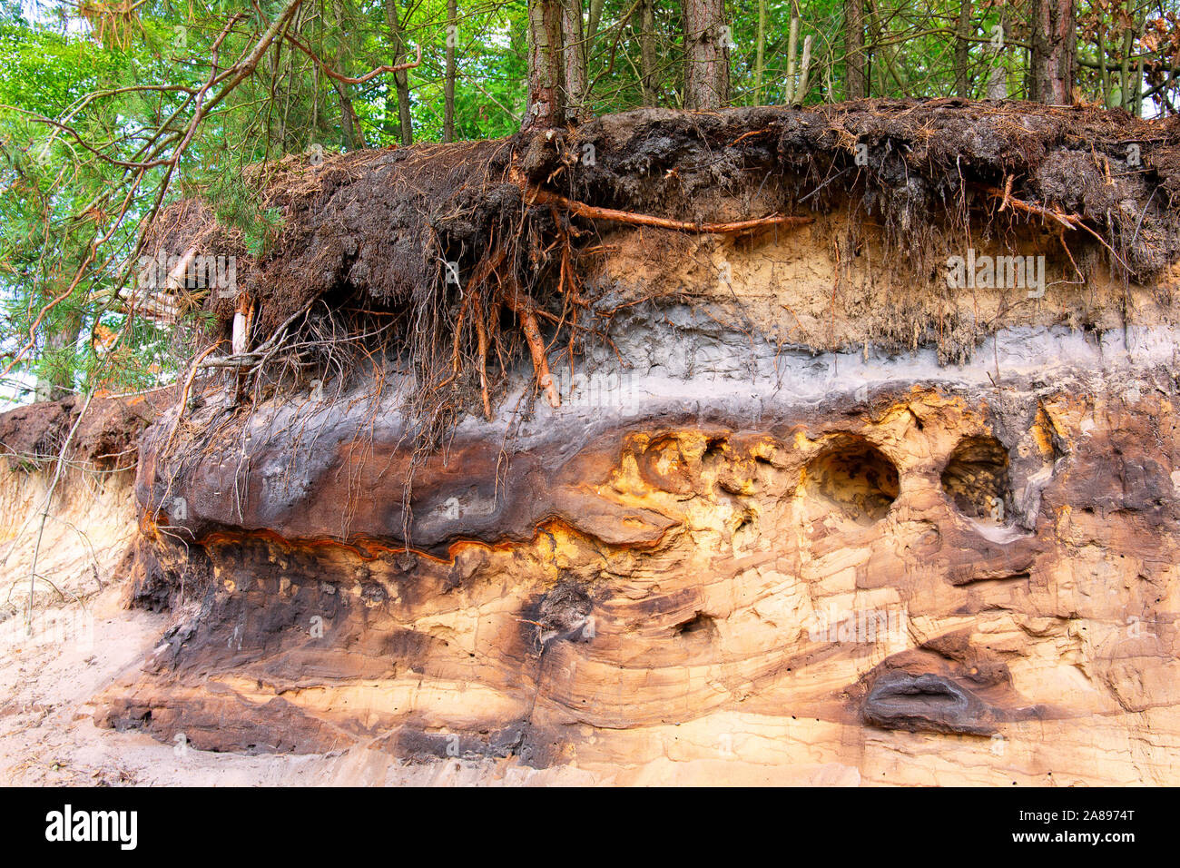 Spodosol oder Podzol überlagert durch eine mittelalterliche schalten Düne im Westen Deutschlands Stockfoto