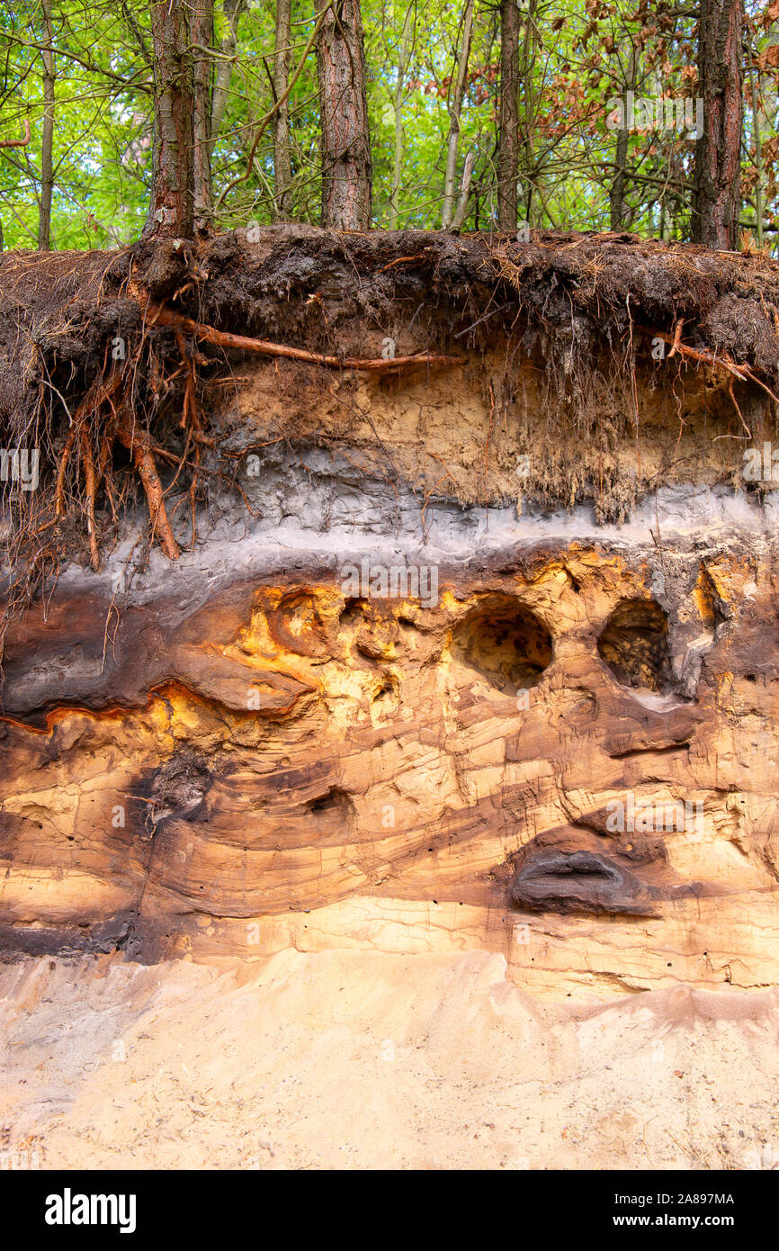 Spodosol oder Podzol überlagert durch eine mittelalterliche schalten Düne im Westen Deutschlands Stockfoto