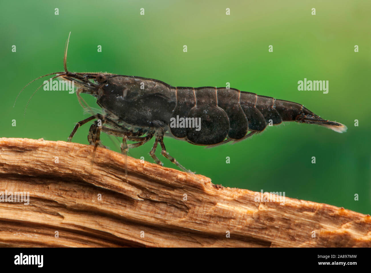 Davidi, Zwerggarnele, Neocaridina Zwerg Garnelen Stockfoto