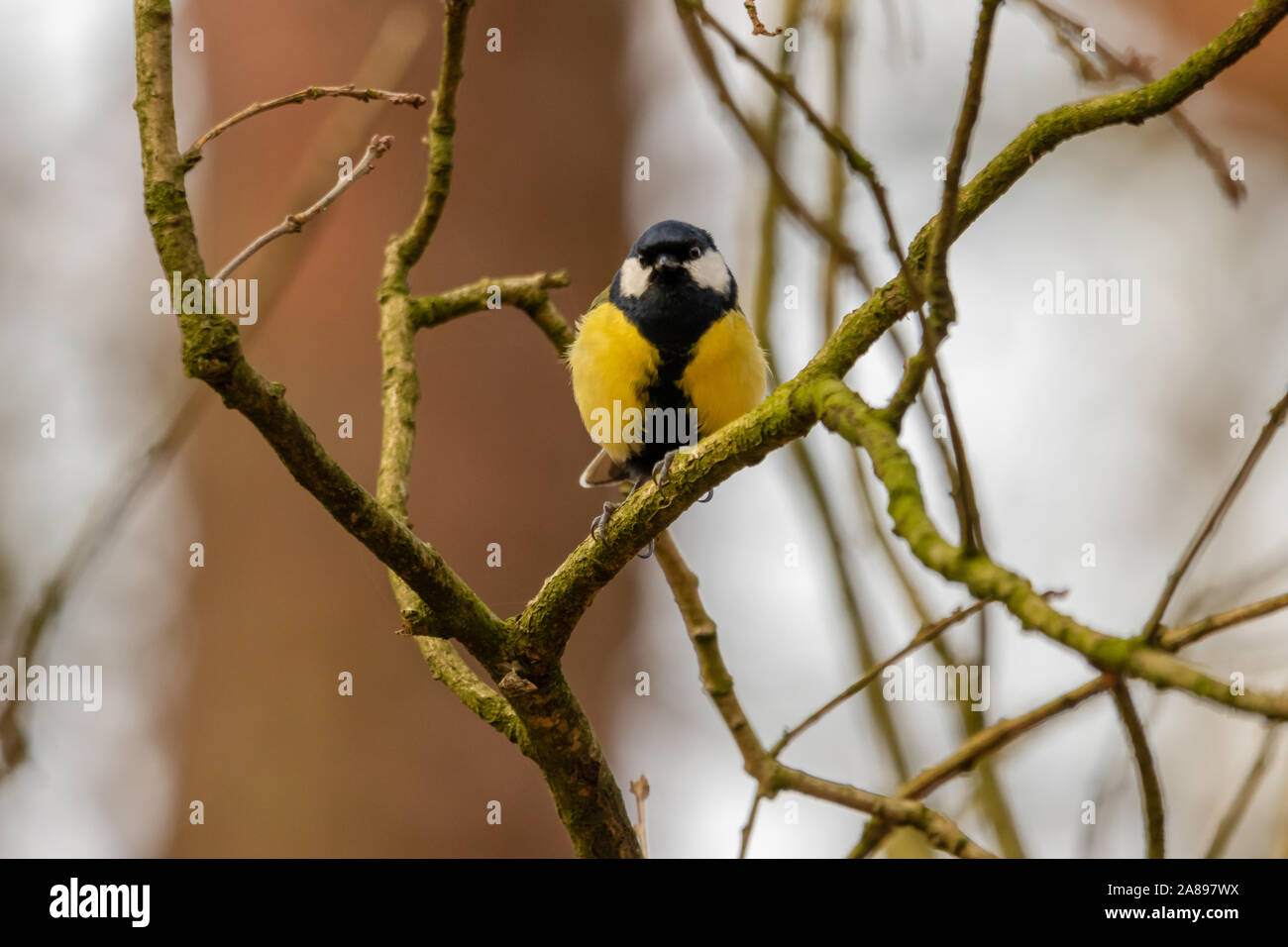 Kohlmeise schaut direkt in die Kamera Stockfoto