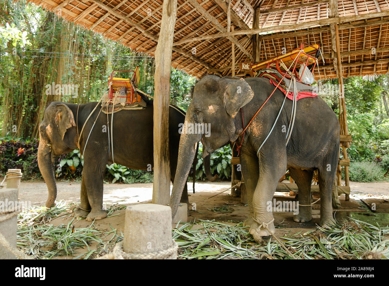 Elefanten mit Reiter Sattel in Thailand Stockfotografie - Alamy
