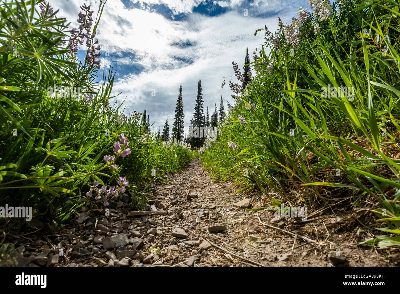 Trail durch Lupinen in Sun Valley, Idaho, USA Stockfoto