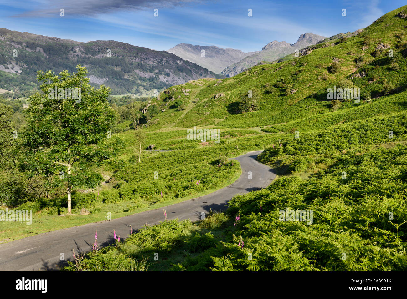 Morgen Sonnenlicht auf Cumbrian Peaks von Red Bank side road Elterwater zu Harrison Stickle Berg Lake District, England suchen Stockfoto