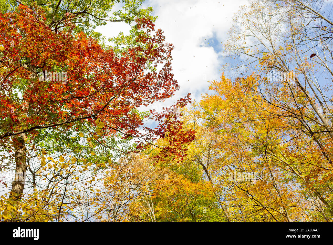 Herbst Bäume bunte Blätter im Herbst Hintergrund saisonalen Charakter Bild Stockfoto Herbst Bäume bunte Blätter im Herbst Hintergrund saisonalen Charakter Bild Stockfoto