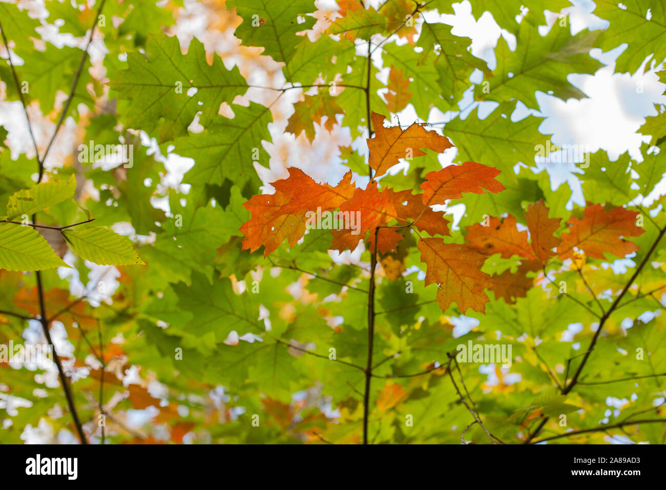 Herbst Bäume bunte Blätter im Herbst Hintergrund saisonalen Charakter Bild Stockfoto Herbst Bäume bunte Blätter im Herbst Hintergrund saisonalen Charakter Bild Stockfoto