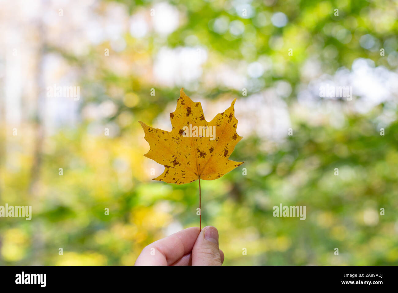 Holding gelbe Blatt Herbst Hintergrund ändern Saison Symbol Stockfoto