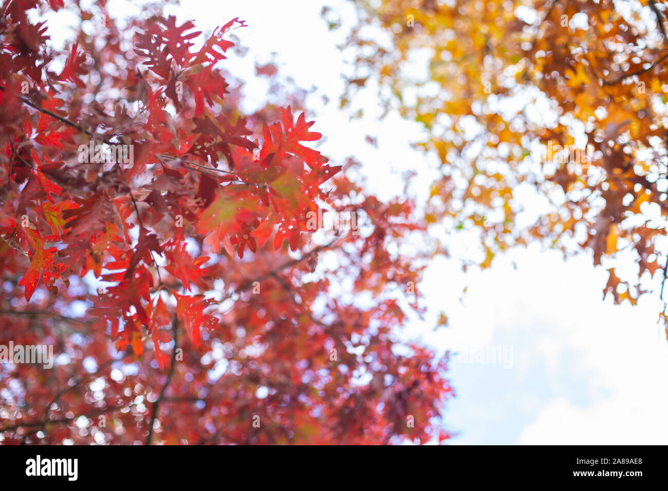Herbst Bäume bunte Blätter im Herbst Hintergrund saisonalen Charakter Bild Stockfoto