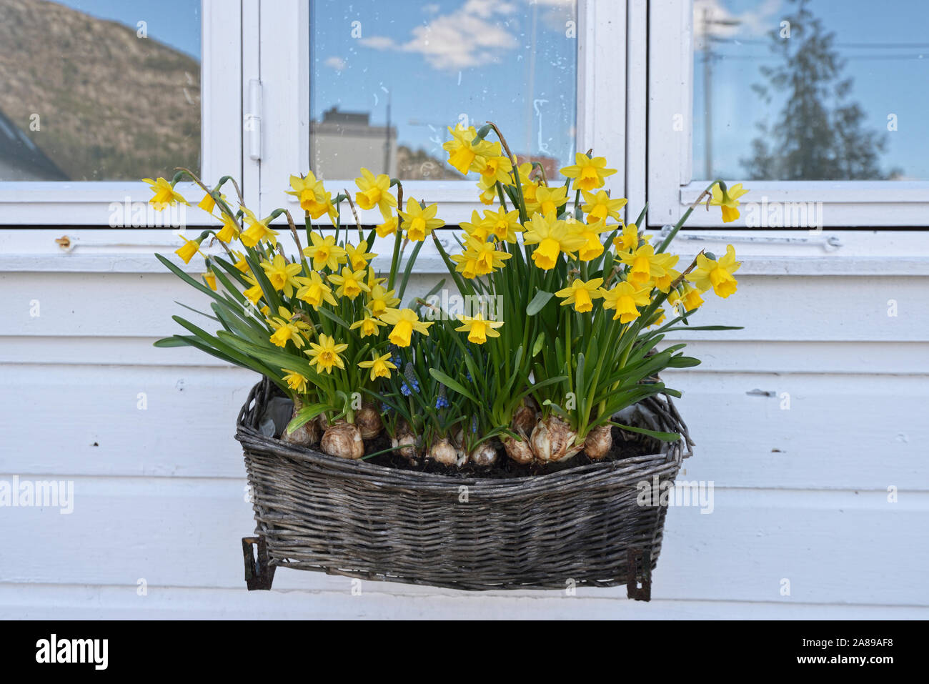 Blumen in einem traditionellen Fischerhaus von Sandviken, Bergen. Norwegen Stockfoto