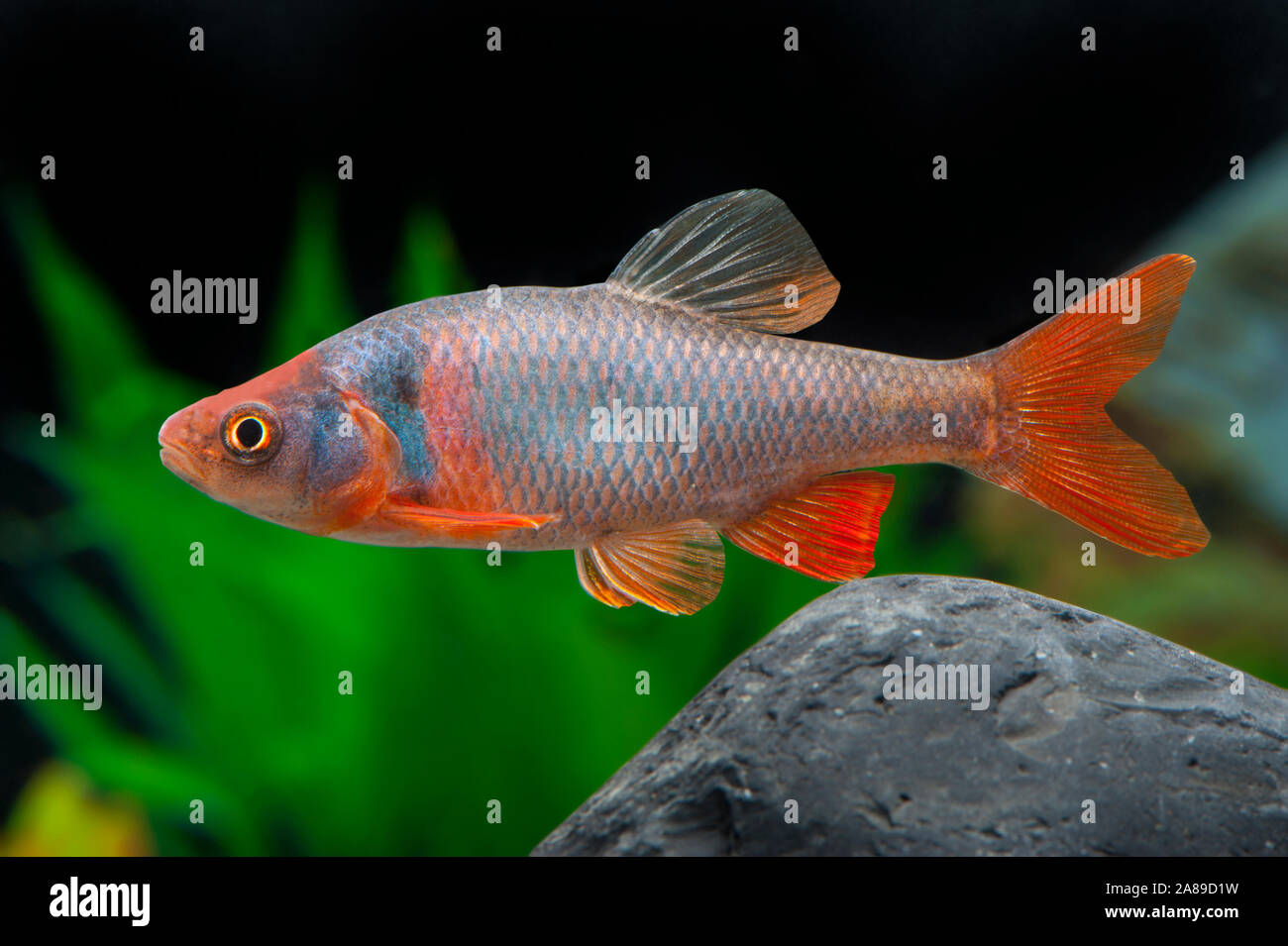 Cyprinella lutrensis, Amerikanische Rotflossenorfe, Rot shiner Stockfoto