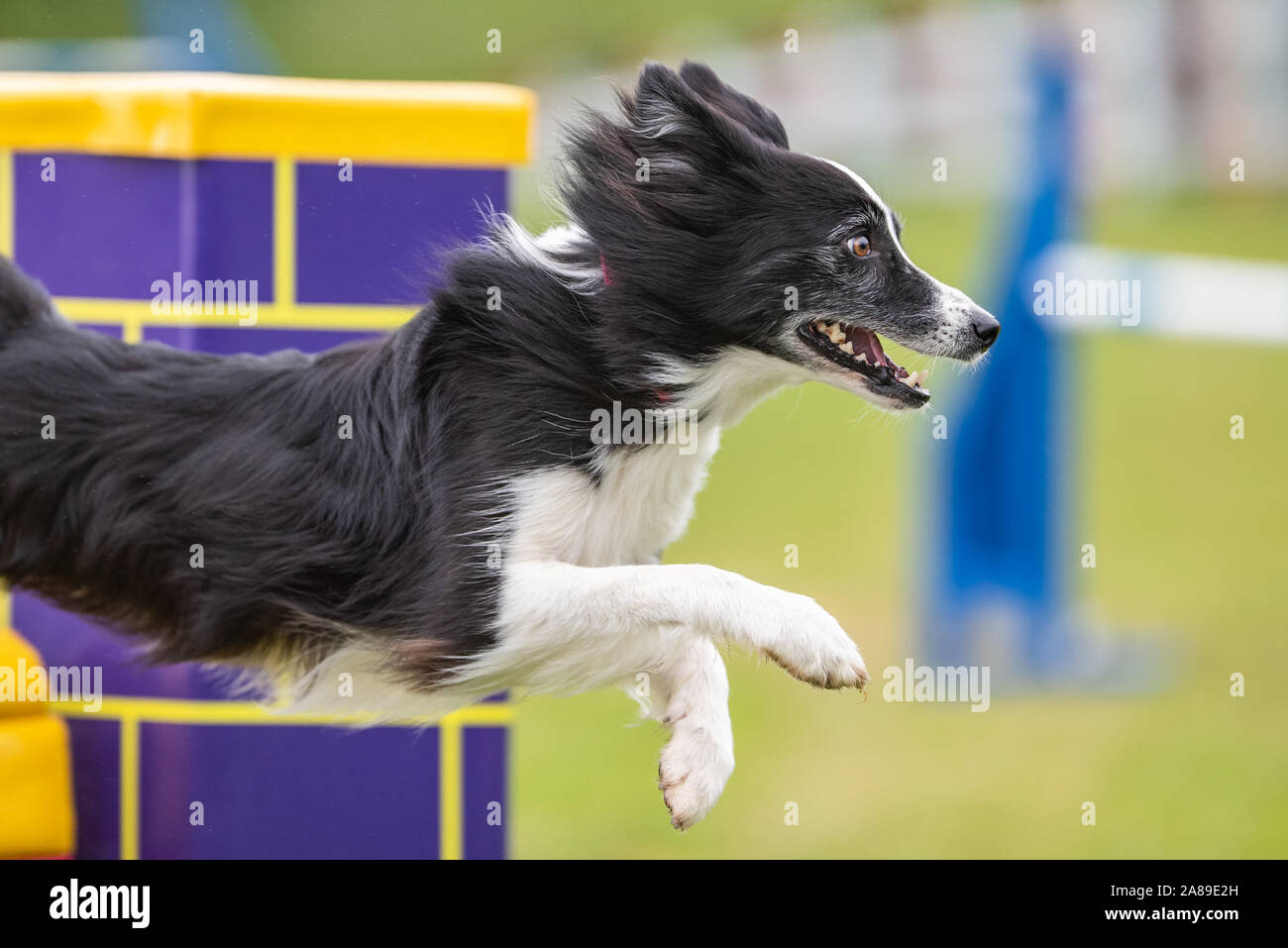 Border Collie Hund, Agility, Springen Stockfoto