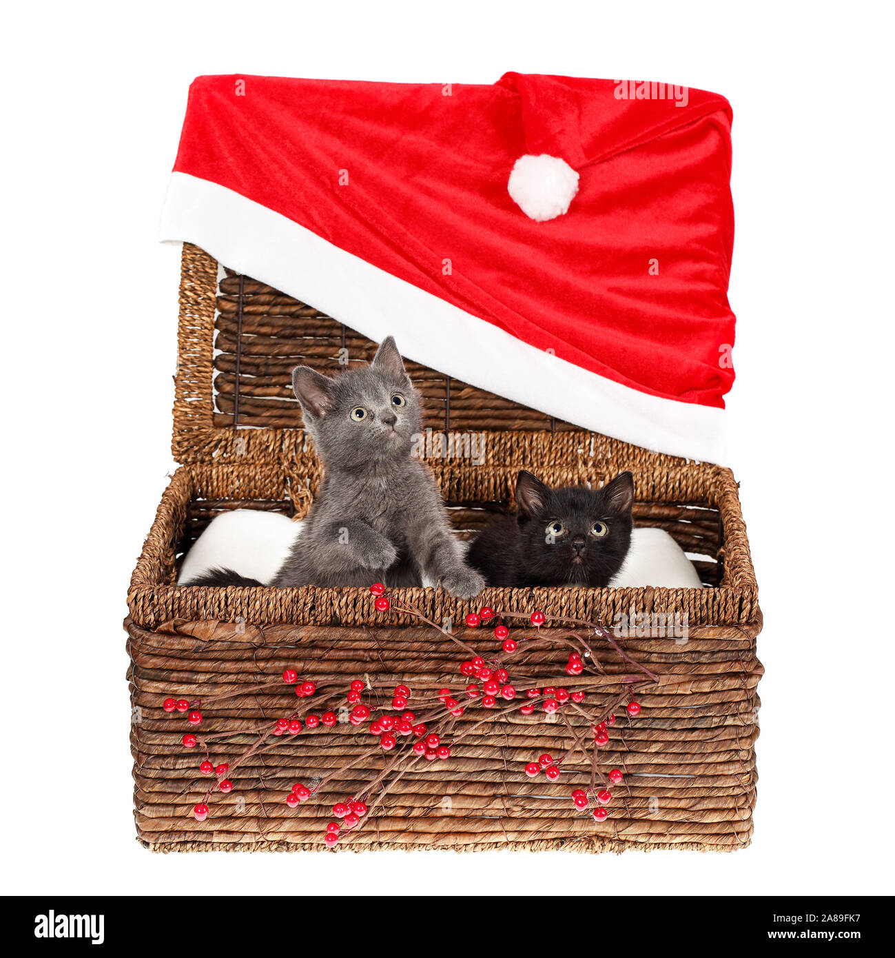 Zwei adorable Baby Kätzchen, eine schwarze und eine graue, neugierig aus einem Weidenkorb suchen, mit rote Weihnachtsmütze und Holly Berry Zweigen. Weihnachten Stockfoto