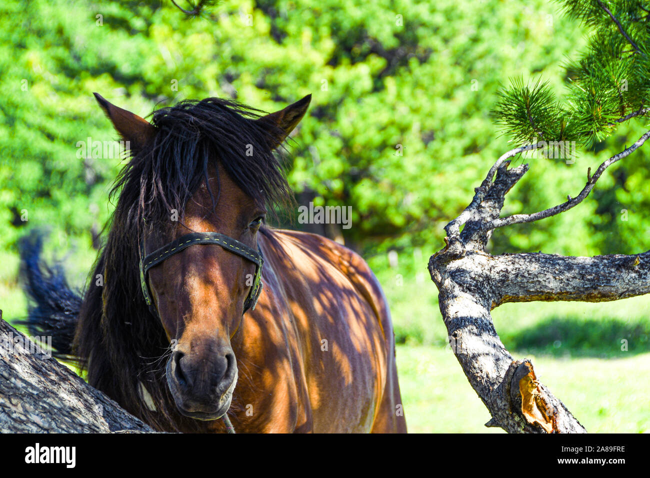 Einsames Pferd unter den herbstlichen Baum auf sonnigen Sommertag Stockfoto