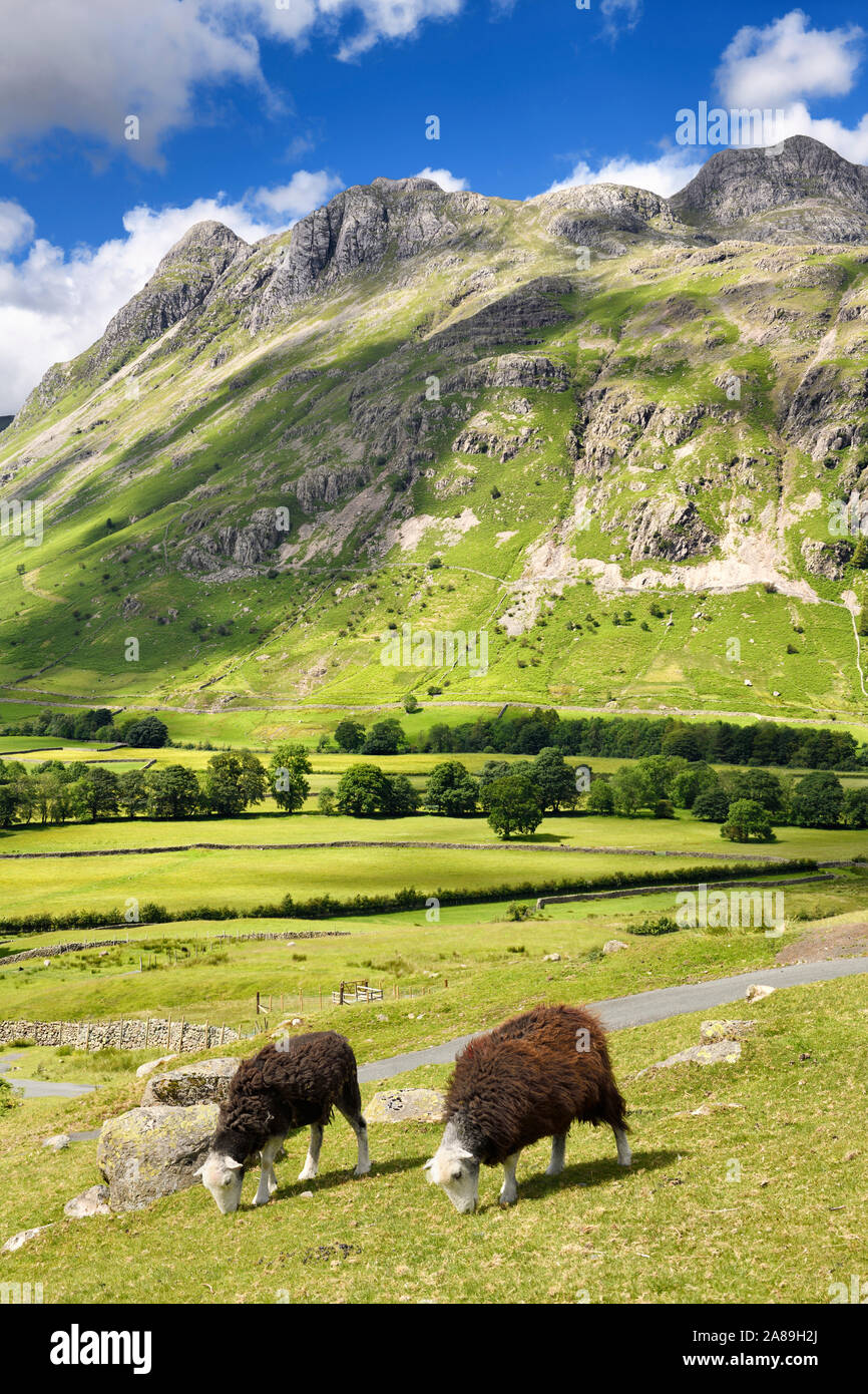 Zwei Herdwick Schafe weiden im Great Langdale Valley unter Hecht von stickle Loft Crag Thorn Crag und Harrison Stickle peaks Lake District, England Stockfoto