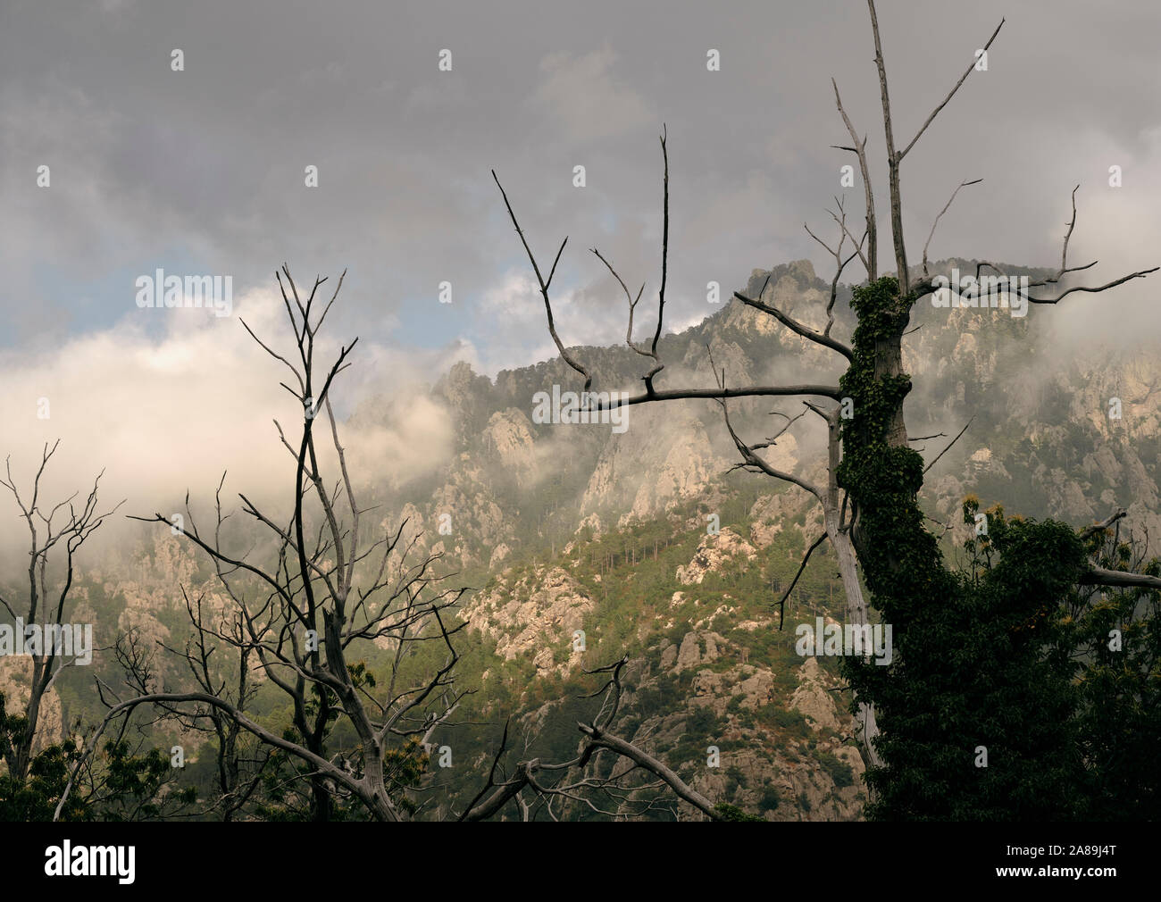 Tote Bäume in einer niedrigen cloud Berglandschaft Stockfoto