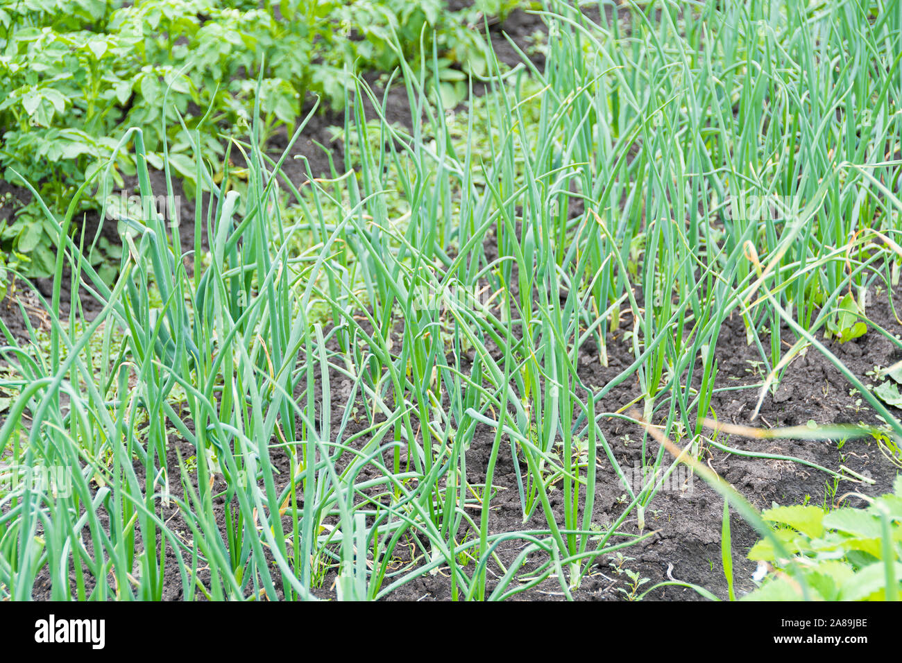 Grüne Zwiebeln wachsen auf Bett im Garten. Gartenarbeit für wachsende gesundes Essen Stockfoto