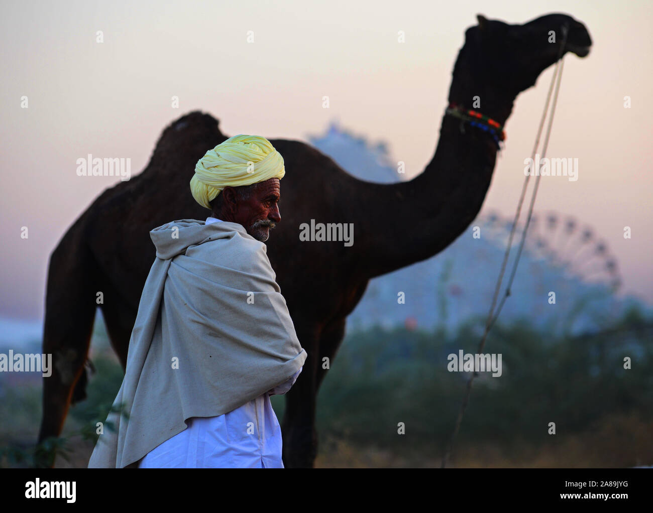 Ein kameltreiber mit seinem Kamel beim Internationalen Camel Fair in Pushkar, Rajasthan, Indien. Die jährlichen Vieh Messe gilt als eines der größten Cam. Stockfoto