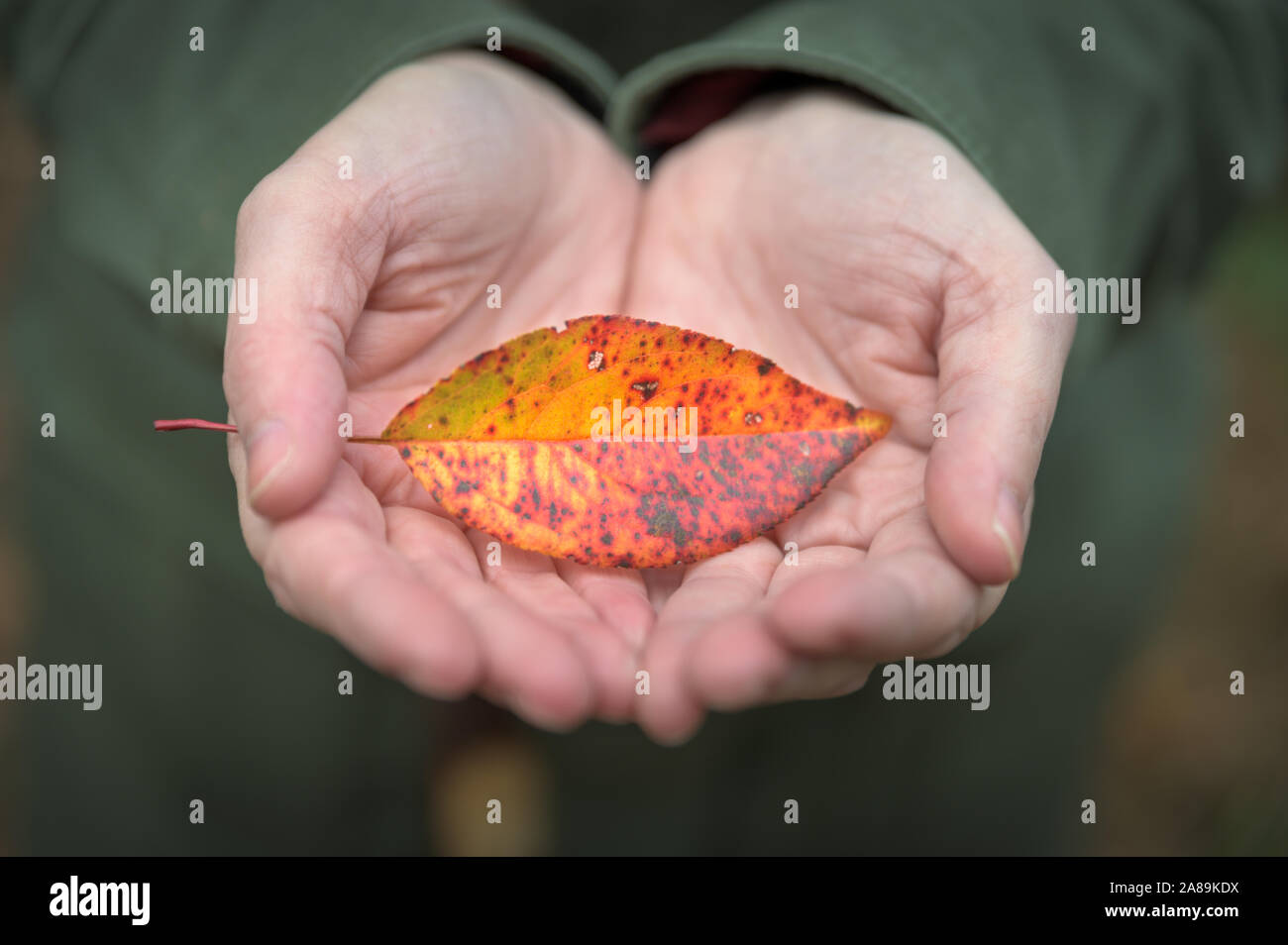 In der Nähe der weiblichen Hände halten einen farbenfrohen Herbst Blatt Stockfoto