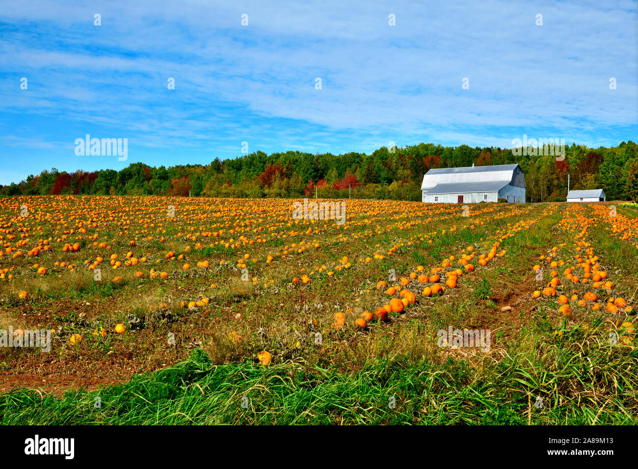 Ein horizontales Bild von einem Bauernhof Feld voller Kürbisse in der Nähe von Sussex New Brunswick Kanada. Stockfoto