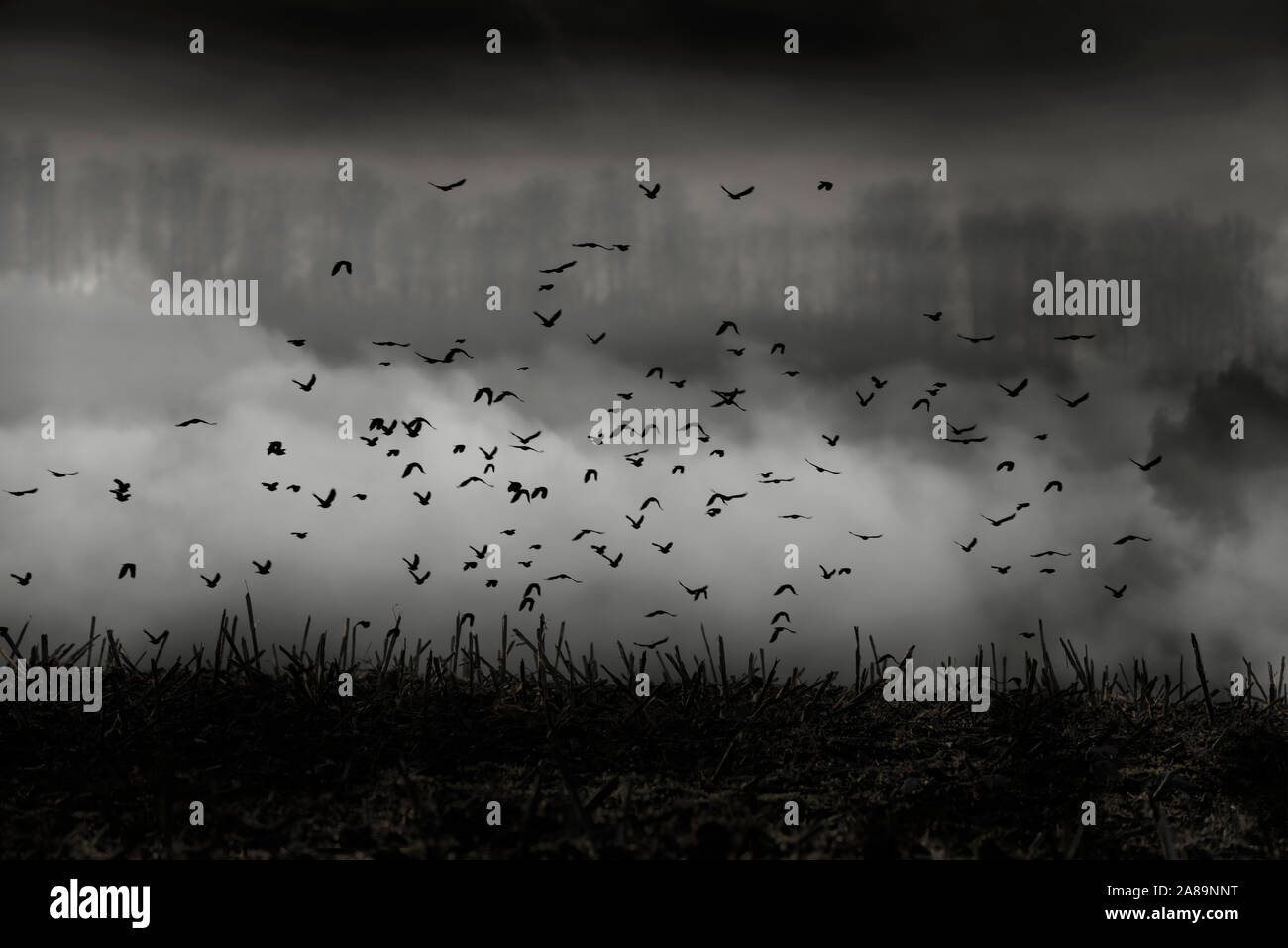 Fliegen krähen, dark sky Stockfoto