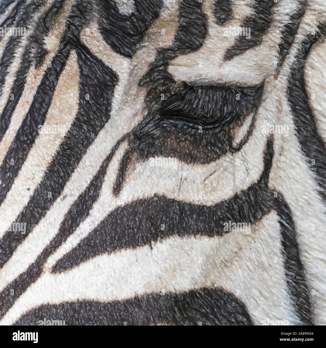 Aquarell Bild: Nahaufnahme des Gesichts eines Zebras, wissenschaftlicher Name Equus Zebra, mit den Augen des Tieres, die Tier- und Pflanzenwelt Stockfoto