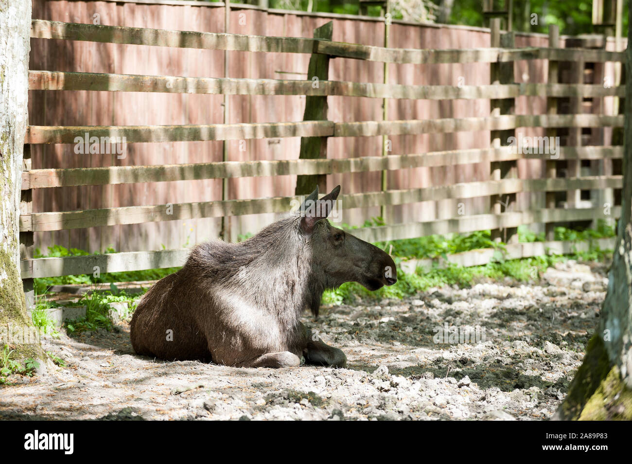Bialowieza nationalpark bialowieski park narodowy podlaskie Fotos und