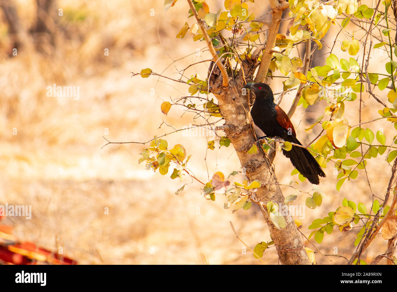 Der Greater coucal - Red Eyed kastanie Hopper Stockfoto