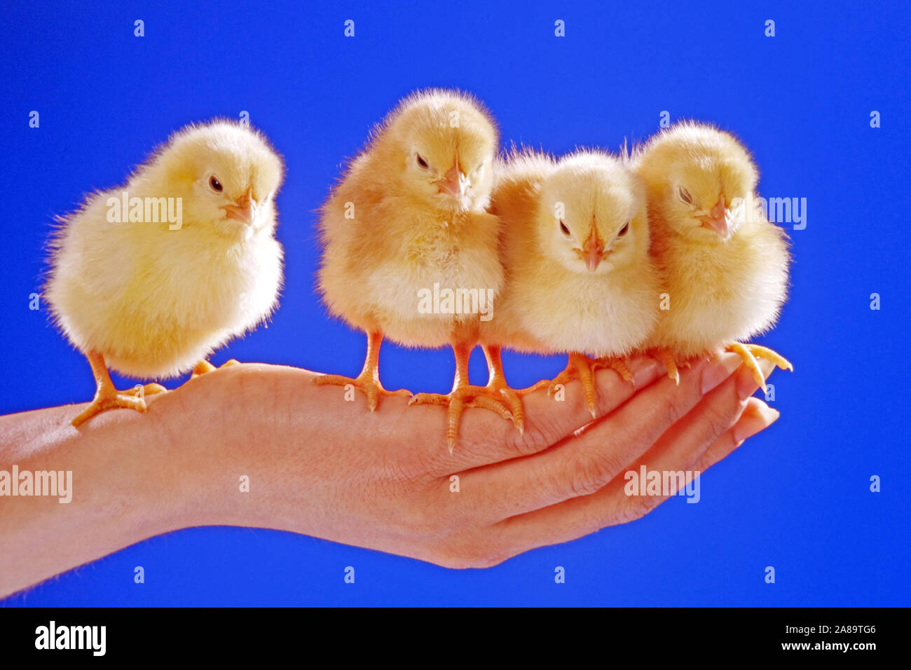 Vier junge unge Hühnersitzen in einer 50mm, Küken, Studioaufnahme, Symbolfoto, Ostern, Stockfoto