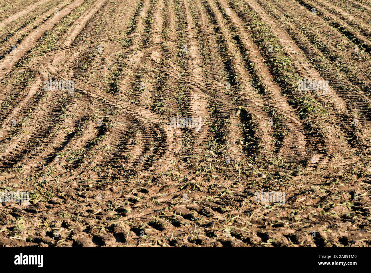 Traktor Spuren, ein Feld in der Nähe von Oberweser, Weserbergland, Nordrhein-Westfalen, Hessen, Deutschland Stockfoto