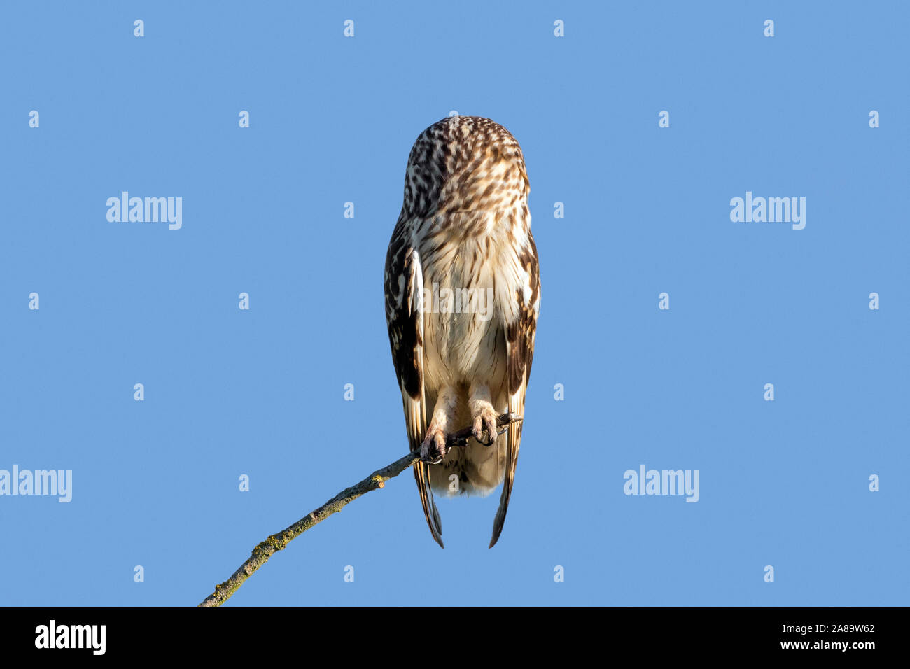 Alert Sumpfohreule (Asio flammeus/Asio accipitrinus) im Baum gehockt und rückwärts, Suchen mit Kopf 180 Grad gedreht Stockfoto