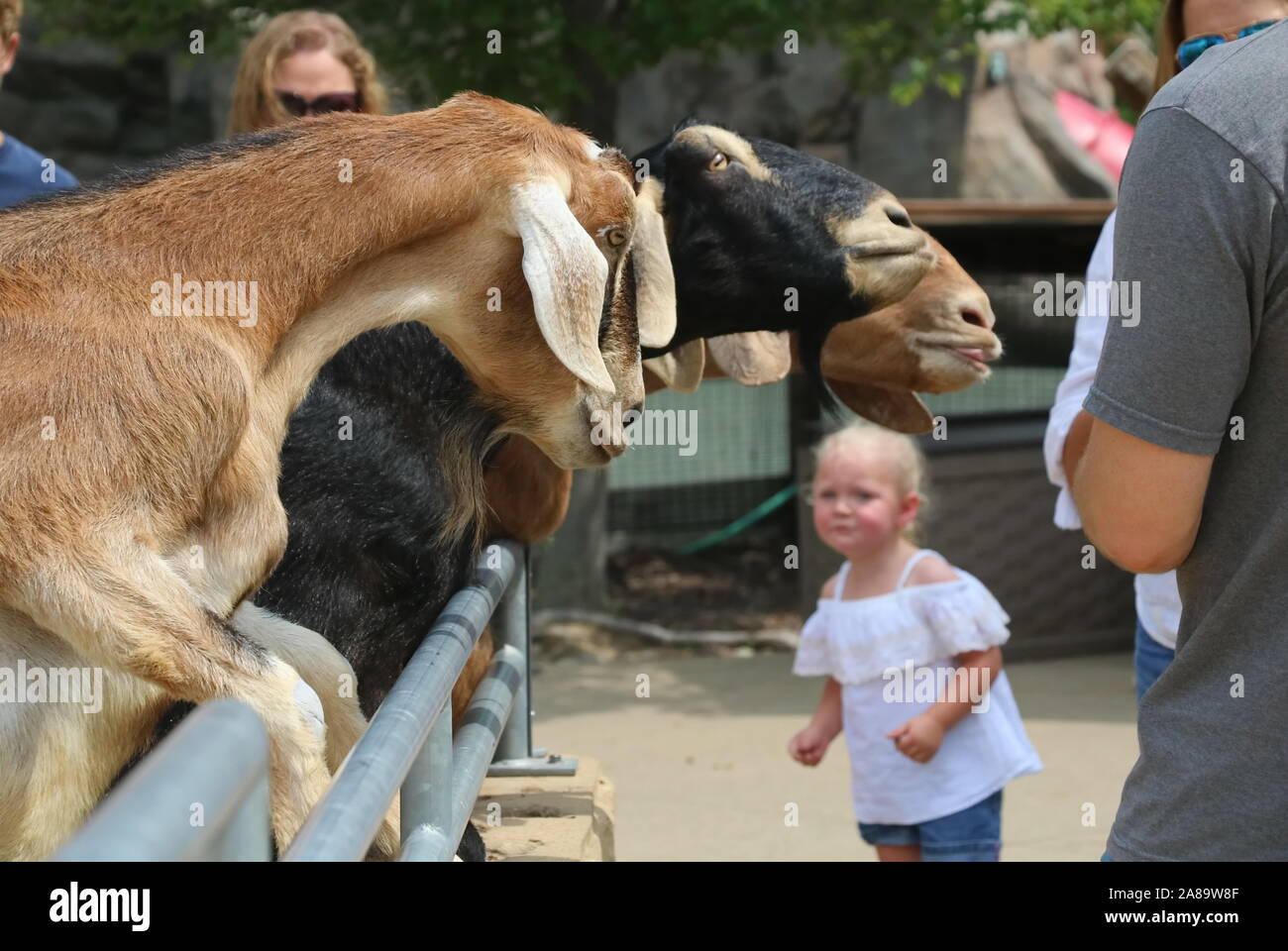 Madison, WI/USA - August 5, 2018: Die neugierigen kleinen kaukasische Mädchen an der Ziegen in einem Peting Zoo über den Zaun gelehnt starrte Stockfoto