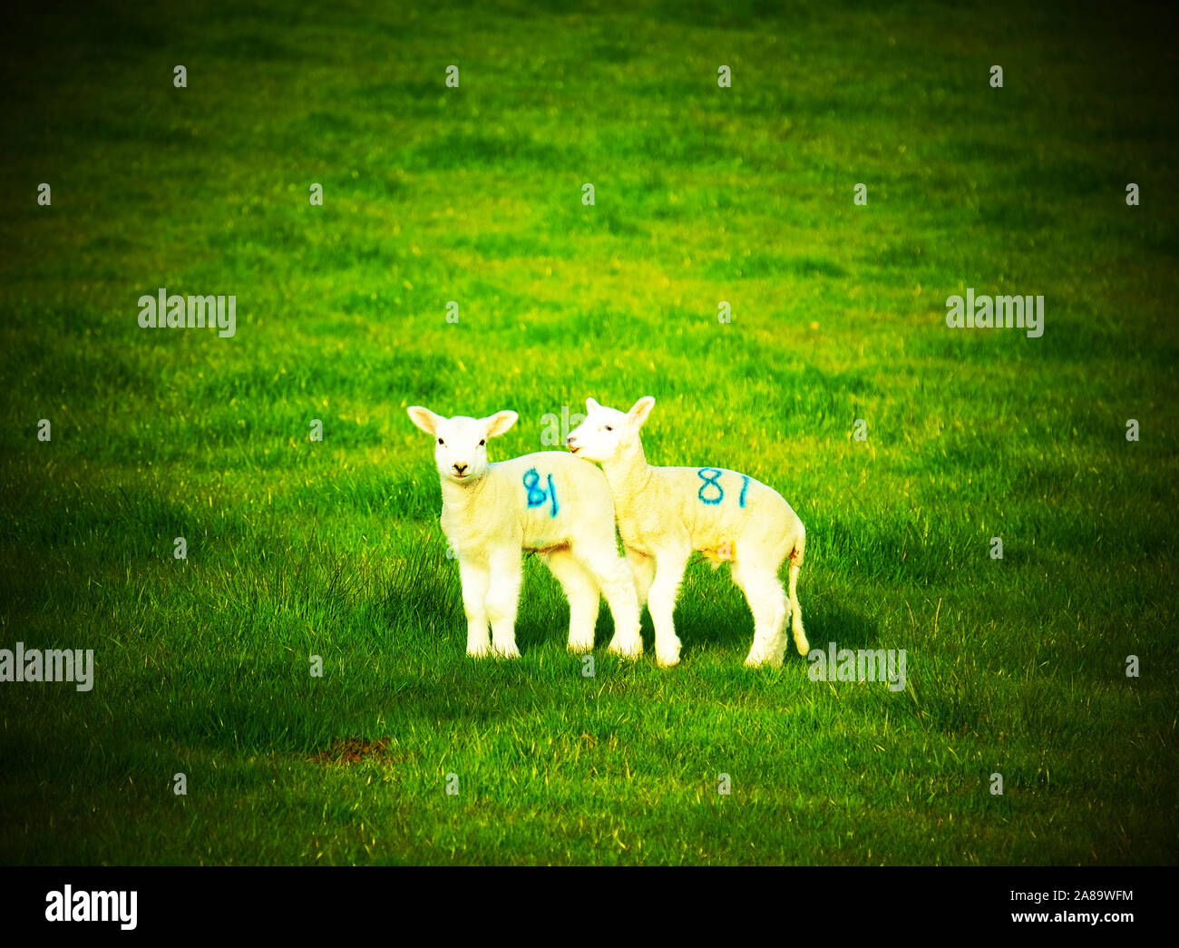 Schafe im Feld Stockfoto