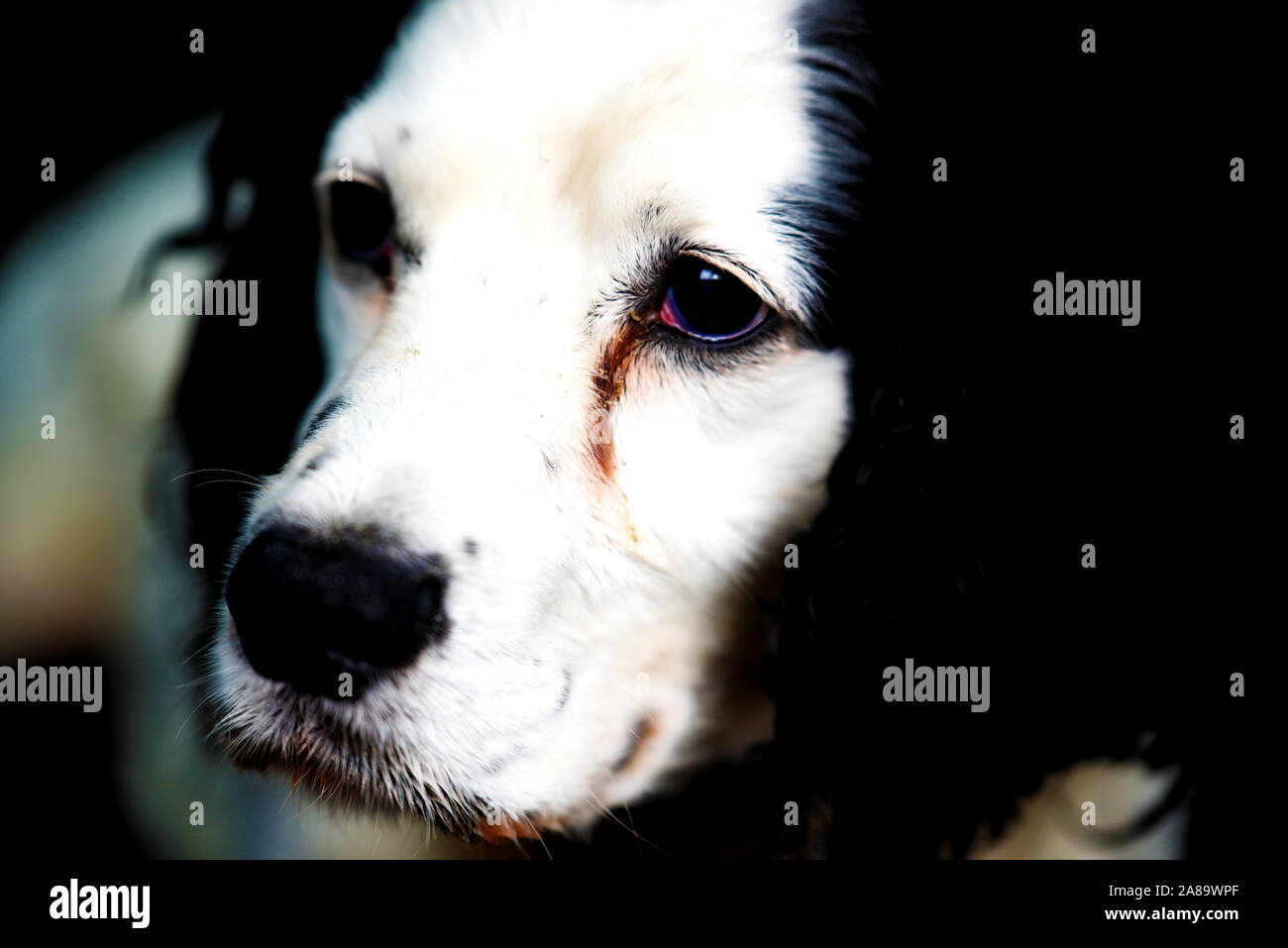 Spaniel Gesicht Profil Stockfoto