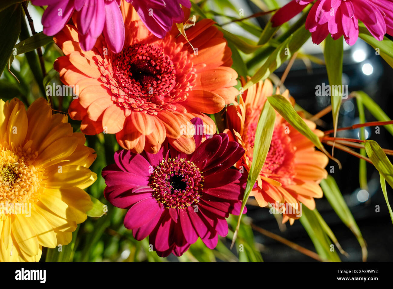 Hell leuchtenden bunten Gerbera Blumen. Stockfoto