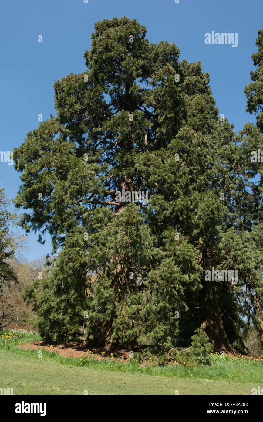 Giant Sequoia, Giant Redwood, Sierra Redwood, Wellingtonia, Big Tree (sequoiadendron giganteum) in einem Park Stockfoto