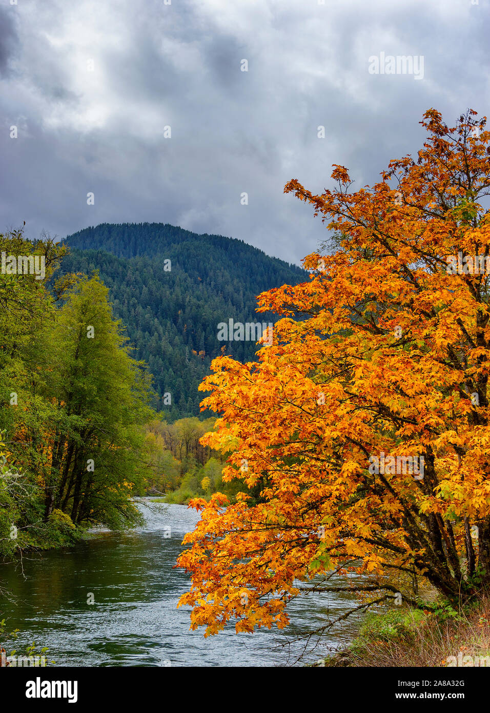 Herbst Farben entlang der mittleren Gabel des Willamette River in der Nähe von Oak Ridge, Tennessee Stockfoto