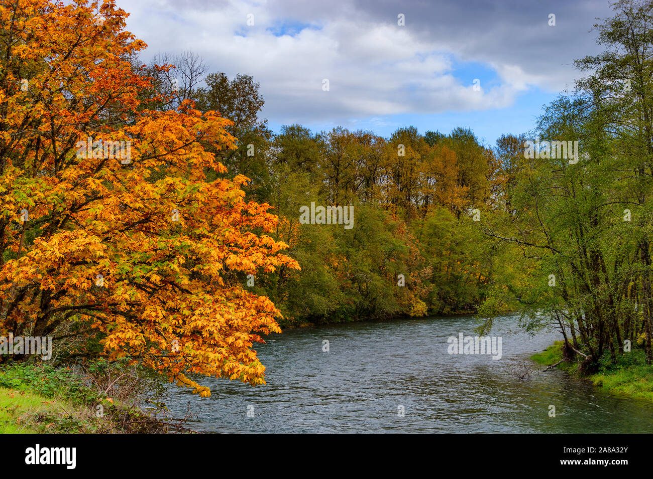 Herbst Farben entlang der mittleren Gabel des Willamette River in der Nähe von Oak Ridge, Tennessee Stockfoto